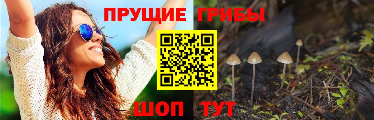 Губкин  цена   Псилоцибиновые грибы мицелий  Вход с VPN  Псилоцибиновые грибы прущие грибы 